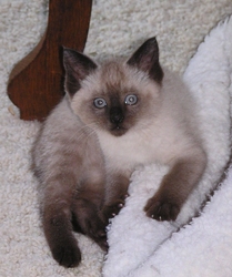 [picture of Polar Bear, a Siamese/Domestic Short Hair-x sealpoint cat]