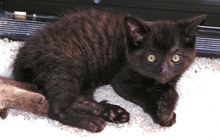 [another picture of Little Bear, a Domestic Short Hair black\ cat] 