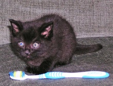 [picture of Little Bear, a Domestic Short Hair black\ cat] 