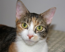 [another picture of Penny FKA Pituka, a Domestic Short Hair tortoiseshell/white\ cat] 