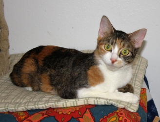 [picture of Penny FKA Pituka, a Domestic Short Hair tortoiseshell/white cat]