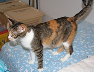 [picture of Penny FKA Pituka, a Domestic Short Hair tortoiseshell/white cat]