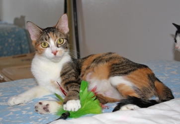 [picture of Penny FKA Pituka, a Domestic Short Hair tortoiseshell/white cat]