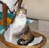 [picture of Penny FKA Pituka, a Domestic Short Hair tortoiseshell/white cat]