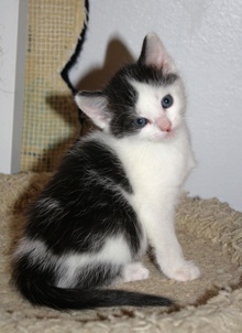 [another picture of Peggy, a Domestic Short Hair white/black\ cat] 