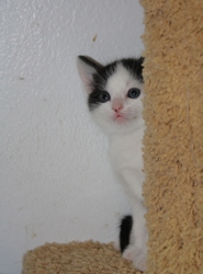 [picture of Peggy, a Domestic Short Hair white/black cat]