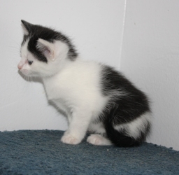 [picture of Peggy, a Domestic Short Hair white/black cat]