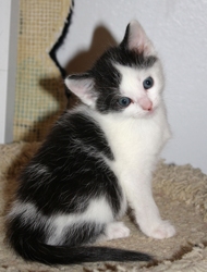 [picture of Peggy, a Domestic Short Hair white/black cat]