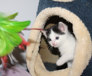[picture of Peggy, a Domestic Short Hair white/black cat]
