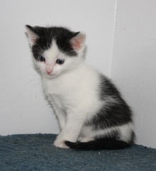 [picture of Peggy, a Domestic Short Hair white/black\ cat] 
