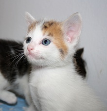 [another picture of Peaches, a Domestic Short Hair white/tortoiseshell\ cat] 