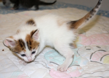 [picture of Peaches, a Domestic Short Hair white/tortoiseshell cat]