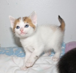 [picture of Peaches, a Domestic Short Hair white/tortoiseshell cat]