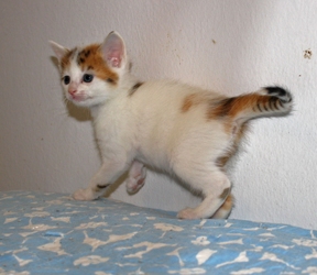 [picture of Peaches, a Domestic Short Hair white/tortoiseshell cat]