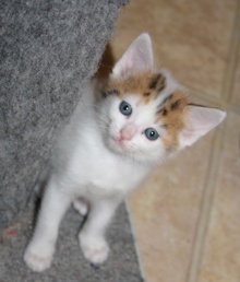 [picture of Peaches, a Domestic Short Hair white/tortoiseshell\ cat] 