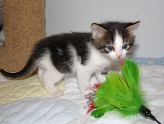 [picture of Rou-Rou FKA Puck, a Domestic Short Hair white/dark tabby cat]
