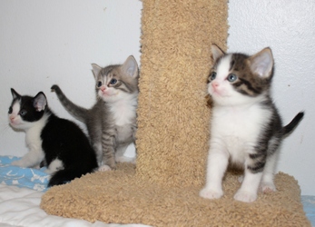 [picture of Rou-Rou FKA Puck, a Domestic Short Hair white/dark tabby cat]