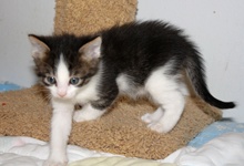 [picture of Rou-Rou FKA Puck, a Domestic Short Hair white/dark tabby cat]