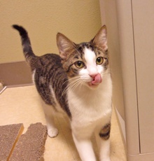 [another picture of Rou-Rou FKA Puck, a Domestic Short Hair white/dark tabby\ cat] 