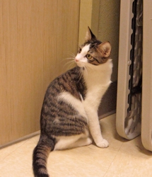 [picture of Rou-Rou FKA Puck, a Domestic Short Hair white/dark tabby cat]