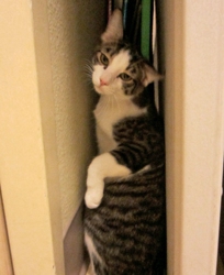 [picture of Rou-Rou FKA Puck, a Domestic Short Hair white/dark tabby cat]