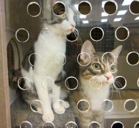 [picture of Rou-Rou FKA Puck, a Domestic Short Hair white/dark tabby cat]