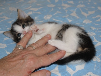 [picture of Rou-Rou FKA Puck, a Domestic Short Hair white/dark tabby cat]