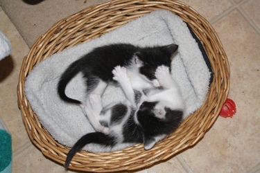 [picture of Rou-Rou FKA Puck, a Domestic Short Hair white/dark tabby cat]