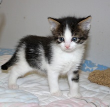 [picture of Rou-Rou FKA Puck, a Domestic Short Hair white/dark tabby cat]