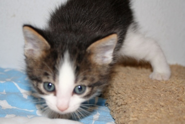 [picture of Rou-Rou FKA Puck, a Domestic Short Hair white/dark tabby cat]