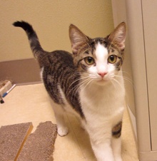 [picture of Rou-Rou FKA Puck, a Domestic Short Hair white/dark tabby\ cat] 