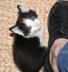 [another picture of Phoenix, a Domestic Short Hair white/black\ cat] 