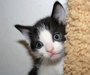 [picture of Phoenix, a Domestic Short Hair white/black cat]