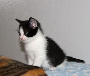 [picture of Phoenix, a Domestic Short Hair white/black cat]
