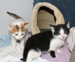 [picture of Phoenix, a Domestic Short Hair white/black cat]