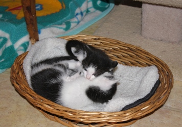 [picture of Phoenix, a Domestic Short Hair white/black cat]