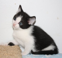 [picture of Phoenix, a Domestic Short Hair white/black\ cat] 