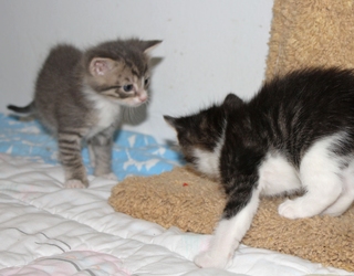 [picture of Qiu-Qiu FKA Percy, a Domestic Short Hair gray tabby/white cat]