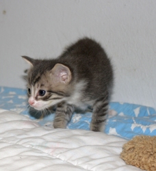 [picture of Qiu-Qiu FKA Percy, a Domestic Short Hair gray tabby/white cat]