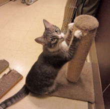 [another picture of Qiu-Qiu FKA Percy, a Domestic Short Hair gray tabby/white\ cat] 