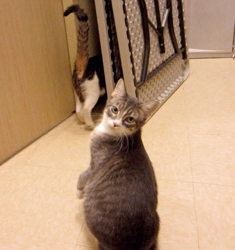 [picture of Qiu-Qiu FKA Percy, a Domestic Short Hair gray tabby/white cat]