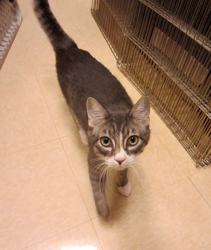 [picture of Qiu-Qiu FKA Percy, a Domestic Short Hair gray tabby/white cat]