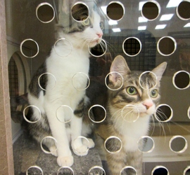 [picture of Qiu-Qiu FKA Percy, a Domestic Short Hair gray tabby/white cat]