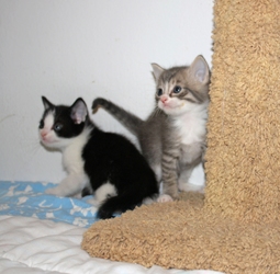 [picture of Qiu-Qiu FKA Percy, a Domestic Short Hair gray tabby/white cat]