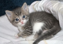 [picture of Qiu-Qiu FKA Percy, a Domestic Short Hair gray tabby/white cat]