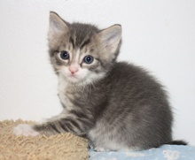[picture of Qiu-Qiu FKA Percy, a Domestic Short Hair gray tabby/white cat]