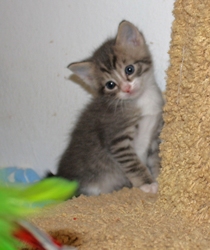 [picture of Qiu-Qiu FKA Percy, a Domestic Short Hair gray tabby/white cat]