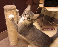 [picture of Qiu-Qiu FKA Percy, a Domestic Short Hair gray tabby/white\ cat] 