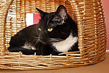 [another picture of Cairo FKA Libby, a Domestic Short Hair black/white\ cat] 