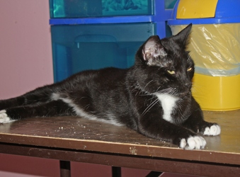 [picture of Cairo FKA Libby, a Domestic Short Hair black/white cat]